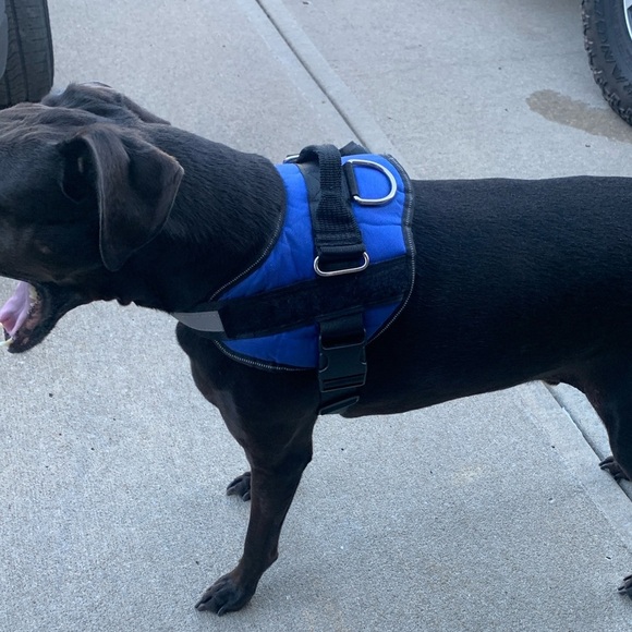 Dog Harness, Large, Blue in color. Used in good condition. - Picture 3 of 4